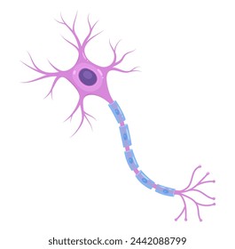 Vector Illustration of neuron anatomy (nerve cell axon and myelin sheath svg