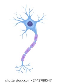 Vector Illustration of neuron anatomy (nerve cell axon and myelin sheath svg