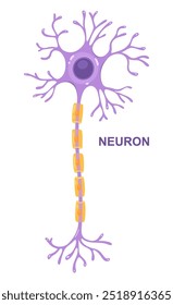 Ilustração vetorial da anatomia neuronal. Células nervosas do axônio e bainha de mielina