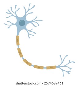 Vector Illustration of neuron anatomy. Scientific infographic (nerve cell axon and myelin sheath)