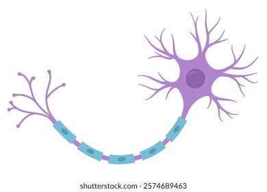 Vector Illustration of neuron anatomy. Scientific infographic (nerve cell axon and myelin sheath)