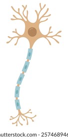 Vector Illustration of neuron anatomy. Scientific infographic (nerve cell axon and myelin sheath)