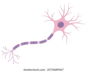 Vector Illustration of neuron anatomy. Scientific infographic (nerve cell axon and myelin sheath)