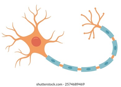 Vector Illustration of neuron anatomy. Scientific infographic (nerve cell axon and myelin sheath)