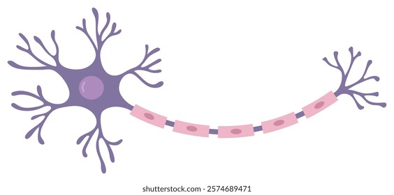 Vector Illustration of neuron anatomy. Scientific infographic (nerve cell axon and myelin sheath)