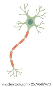 Vector Illustration of neuron anatomy. Scientific infographic (nerve cell axon and myelin sheath)