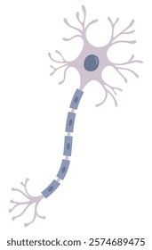 Vector Illustration of neuron anatomy. Scientific infographic (nerve cell axon and myelin sheath)