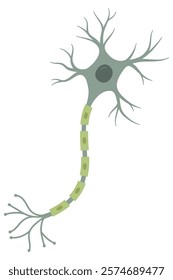 Vector Illustration of neuron anatomy. Scientific infographic (nerve cell axon and myelin sheath)