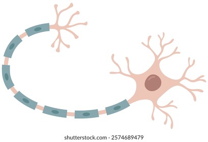 Vector Illustration of neuron anatomy. Scientific infographic (nerve cell axon and myelin sheath)