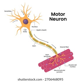Ilustração vetorial de um neurônio mostrando anatomia detalhada de células motoras e musculares. 