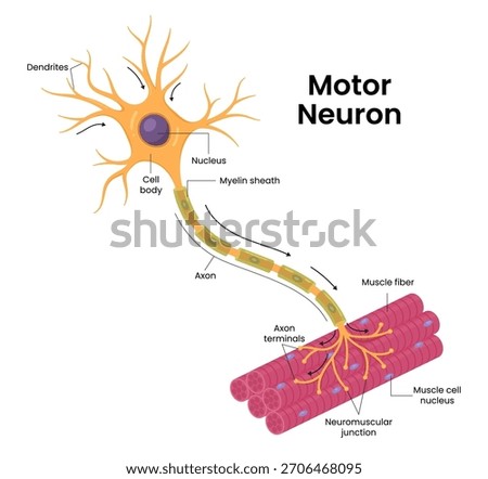 Vector illustration of a neuron showcasing detailed anatomy of motor and muscle cells. 