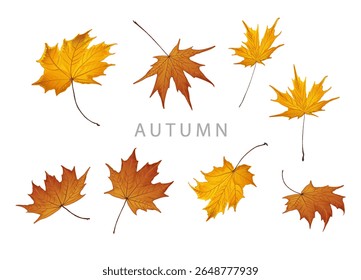 Vector illustration of a new autumn collection, shopping sale or promo poster or web baner layout decorated with floral elements like pine cone, acorn, maple leaves, pumpkin, mushrooms and fern.