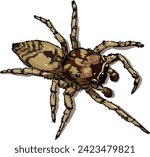 Vector illustration of new brazilian classified species of jumping spider Guriurius Minuano. this is a representation of the male. 