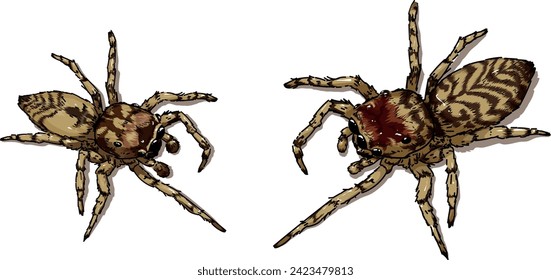 Vector illustration of new brazilian classified species of jumping spider Guriurius Minuano. this is a representation of the female and male side by side . 