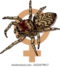 Vector illustration of new brazilian classified species of jumping spider Guriurius Minuano. this is a representation of the female of the species with a female symbol in the background. 