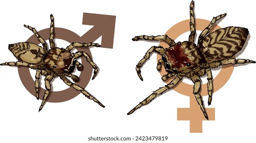 Vector illustration of new brazilian classified species of jumping spider Guriurius Minuano. this is a representation of the male and female with male and female symbols as backgorund. 