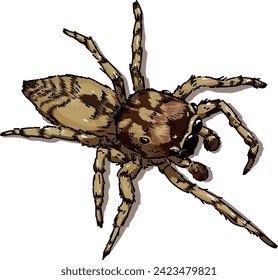 Vector illustration of new brazilian classified species of jumping spider Guriurius Minuano. this is a representation of the male. 