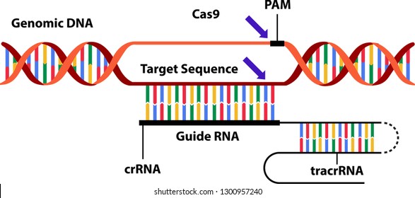 Vector illustration of the new science technique CRISPR-Cas (clustered regularly interspaced short palindromic repeats). Visualisation of the mechanism by which genomes can be edited or engineered.