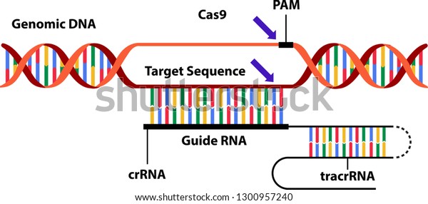 Vector illustration of the new science technique CRISPR-Cas (clustered regularly interspaced short palindromic repeats). Visualisation of the mechanism by which genomes can be edited or engineered.