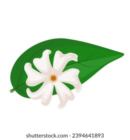 Vector illustration, Night Flowering Jasmine, also called Harshringar or Parijat, scientific name Nyctanthes arbor-tristis, isolated on white background,