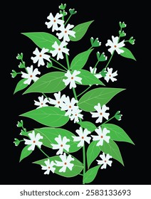 Vector illustration of night flowering jasmine flower