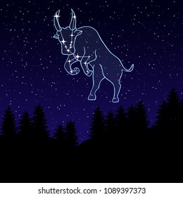 vector illustration of a night sky with the constellation of Taurus. Zodiac sign.  Night landscape with starry sky and silhouettes of spruce trees.