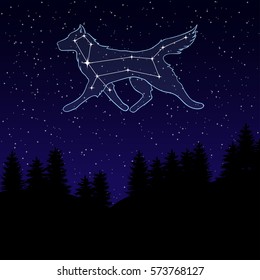 vector illustration of a night sky with the constellation of the Great Dog. Canis Major. Star wolf. Night landscape with starry sky and silhouettes of spruce trees.