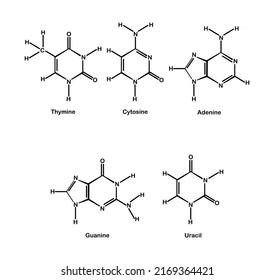 Vector illustration of nitrogenous base backbone. Thymine, Adenine, Cytosine, Uracil and Guanine on white background.