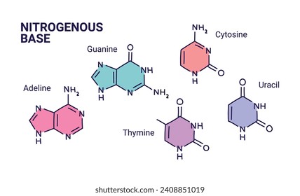 Ilustración vectorial de los tipos de moléculas base nitrogenadas. Adeline, Thymine, Guanine, Citosina, Uracil