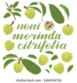vector illustration of noni and leaf isolated with lettering noni morinda citrifolia background white EPS10