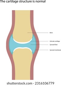 Vector illustration of a normal cartilage structure.