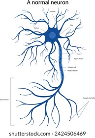 Vector illustration of a normal neuron. Structure of a neuron.