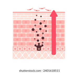 Vector illustration of normal skin turnover