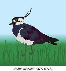 A vector illustration of a Northern lapwing. The bird is walking in a field with grass.