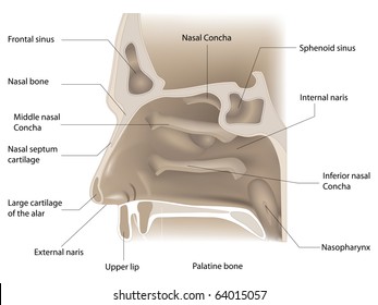vector illustration of nose anatomy on white background