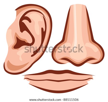 vector illustration nose, ear, mouth