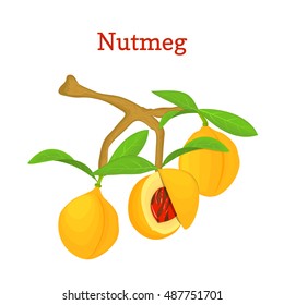 Vector illustration of a nutmeg. Branch nutmeg tree with three yellow fruits and green leaves on white background. it can be used as spice packaging design element, printing brochures vegetarian diet