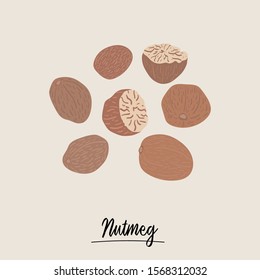 Vector Illustration of nutmeg spice for label, poster, art print, packaging, recipe, logo, menu