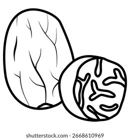 vector illustration of nutmeg spices
