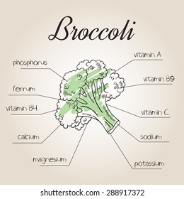vector illustration of nutrients list for broccoli