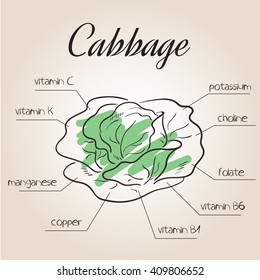 vector illustration of nutrients list for cabbage.