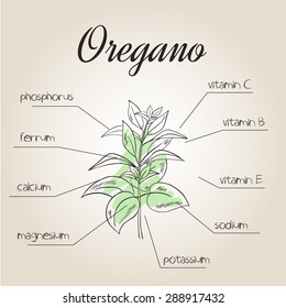 vector illustration of nutrients list for oregano
