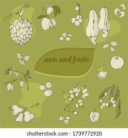 vector illustration nuts and tropical fruits on olive background,lettering.
