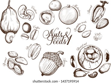Vector illustration of Nuts&Seeds Collection 1