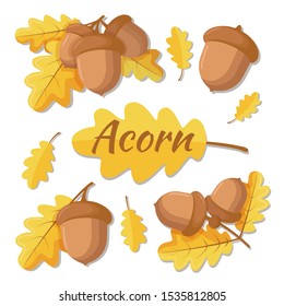 Vector illustration of oak acorn. Oak tree branch with leaves and acorns. Acorn separate, acorn with leaf isolated on a white background. Autumn illustration