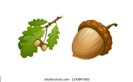 vector illustration of oak branch with leaves and acorns and acorn large separately