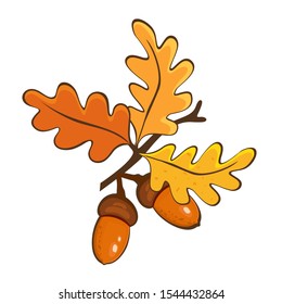 Vector illustration of oak branch with leaves and acorns. Isolated on white background