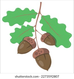 vector illustration of oak branch with leaves and acorns and acorn large separately.