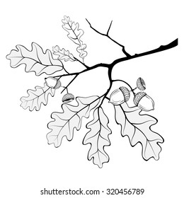 Vector illustration of oak branch with leaves and acorns isolated on white