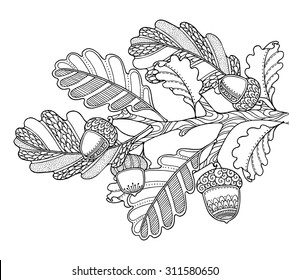 Vector illustration oak brunch, leaves and acorns in doodle style. Floral, ornate, decorative, tribal vector design elements. Black and white background. Zentangle hand drawn coloring book page